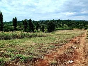 Fort Hall Gardens — makuyu